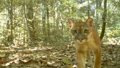 Parque Nacional del Manu se consolida como el lugar con mayor biodiversidad del mundo