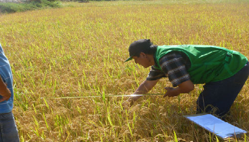 La Positiva Seguros indemnizó a agricultores por la pérdida de sus cultivos