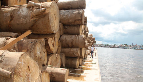 Estado promueve cultura ambiental para concientizar sobre la problemática de la tala ilegal