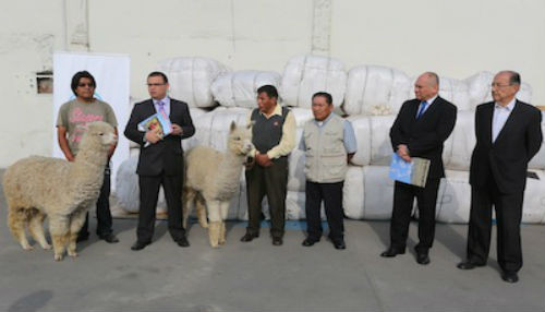 MINAGRI: Pequeños criadores exportan lote de 10 toneladas de fibra de alpaca a Italia