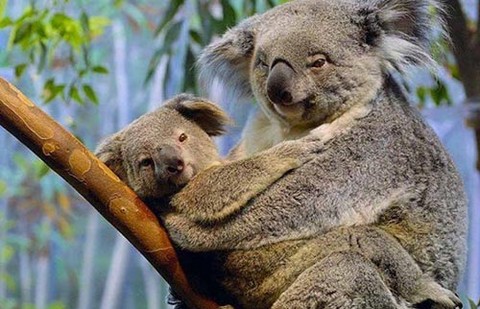 Exigen protección de koalas en Australia