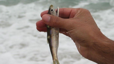 Consumo de anchoveta mejora funcionamiento cerebral y circulación sanguínea