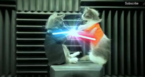 Video: Gatos luchando como en Star Wars causan furor