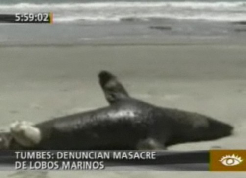 Hallan lobos marinos muertos en las playas de Tumbes