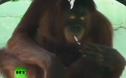 Video: Orangutanes fuman en zoológico de Indonesia