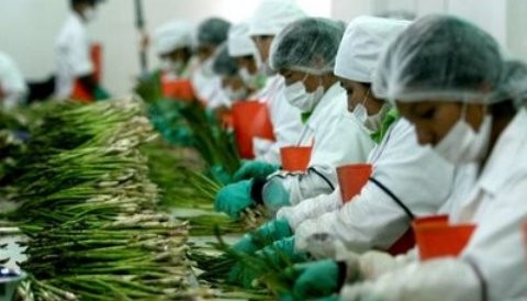 Alza de los precios internacionales beneficiarían agro exportaciones peruanas