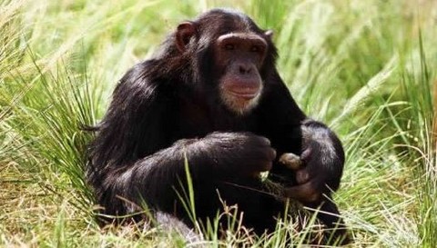 Estados Unidos restringe el uso de chimpancés para experimentos científicos