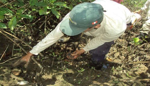 SERNANP: Empezó temporada de veda del cangrejo del manglar