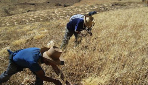 Aprueban Reglamento del Sistema Nacional de plaguicidas de Uso Agrícola