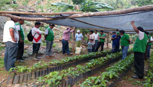 DEVIDA destina cerca de 3 millones de soles en beneficio de agricultores de Putina Punco (Puno)