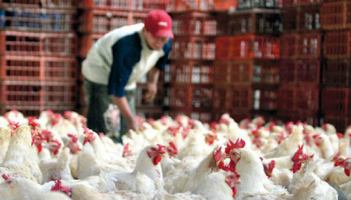Producción de aves aumentó en 7,1% Producción de aves aumentó en 7,1%
