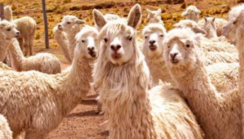 Alpaqueros de las comunidades fronterizas de Tacna son capacitados para procesar la fibra de alpaca