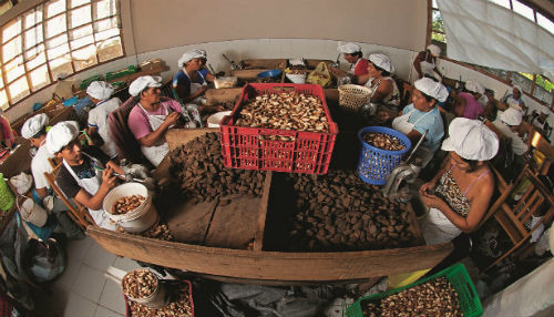 Madre de Dios: Tambopata genera cerca de 2 millones de soles en aprovechamiento de castaña