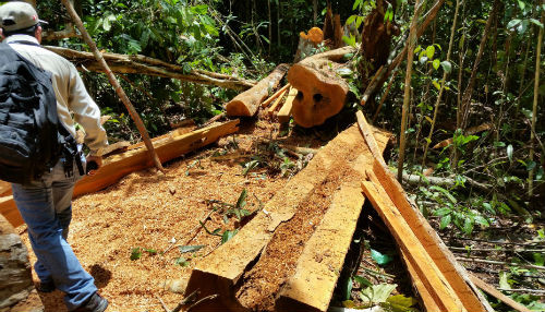 Loreto: PNP y SERNANP recuperan más de 100 pies de tablares de madera talada