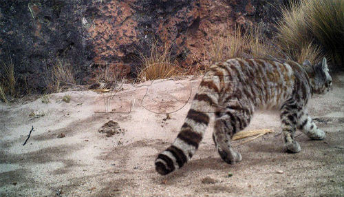 Cámaras trampa captan primeras imágenes de gato andino
