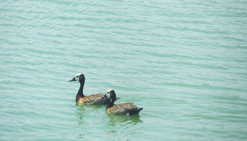 Registro del Pato Silbón se produce después de 100 años en el refugio de vida silvestre los Pantanos de Villa