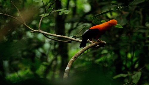 SERNANP: Parque Nacional Tingo María celebra 50 aniversario con exposición fotográfica