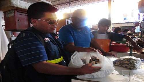 Produce decomisó cerca de 18 kilos de moluscos Chanque en Ilo, Camaná y Huaura
