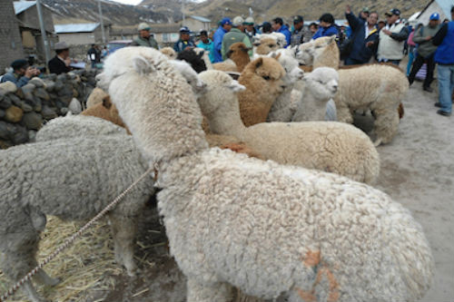 Seguro Agrícola brinda cobertura a 11 regiones del país ante fenómenos naturales