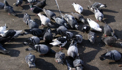 Invasión de palomas atenta contra la salud pública y deteriora el medio ambiente alerta la Diresa Callao