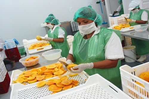 Incrementan envíos de mangos a UE y EE.UU.