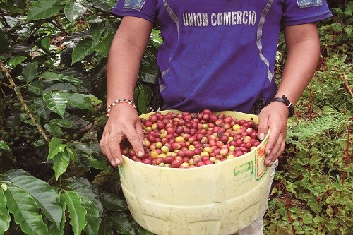 Otorgan certificación orgánica a café producido en el bosque de protección Alto Mayo