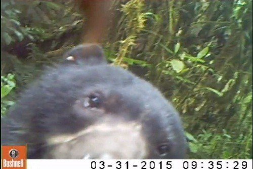 Cámaras trampa captan primeras imágenes de Oso de Anteojos en la Reserva Comunal El Sira
