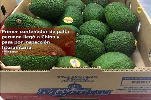 Primer contenedor de palta peruana llegó a China y pasa por inspección fitosanitaria