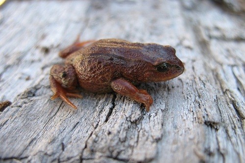 Nueva especie de rana para la ciencia es registrada en el Santuario Nacional Megantoni