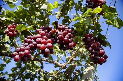 Neptunia proyecta enviar más de 3,000 mil contenedores de uva al extranjero