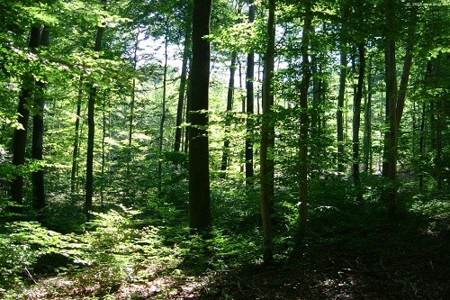 Perú podría desarrollar su potencial forestal