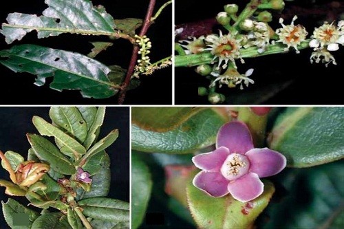 Nuevas especies de flora silvestre para la ciencia son registradas en el Parque Nacional del Manu