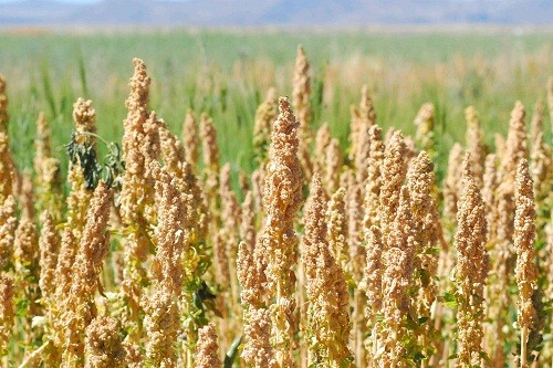 Caída de precios impactó exportaciones de granos andinos