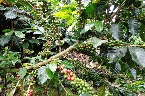 Alemania compra café orgánico a productores del Bosque de Protección Alto Mayo