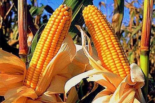 Producción de maíz amarillo duro se incrementó en 36,4%