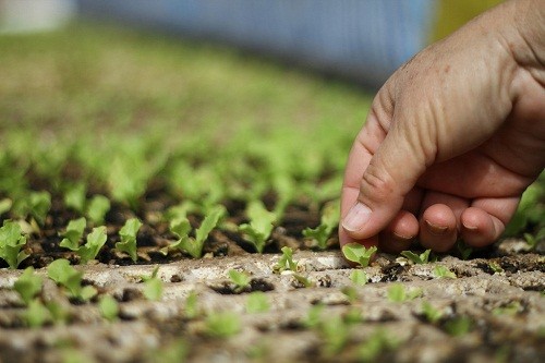 El sector agrario está en crisis por efectos del fenómeno del niño