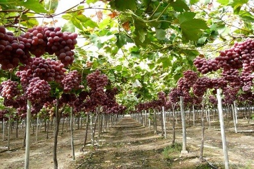 Productores de Uva Red Globe de Arequipa obtienen certificación Global GAP