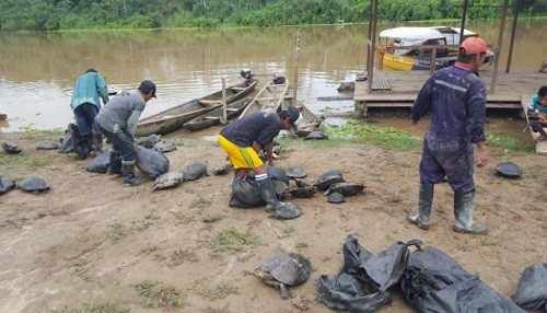Guardaparques del SERNANP recuperan taricayas extraídas ilegalmente de la Reserva Nacional Pacaya Samiria