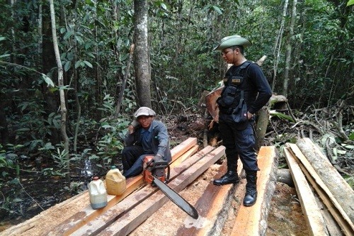 Tablares son recuperados durante operativo contra la tala ilegal en la Reserva Nacional Allpahuayo Mishana