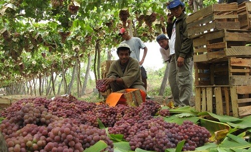 La uva fue el principal producto de agroexportación no tradicional el 2015