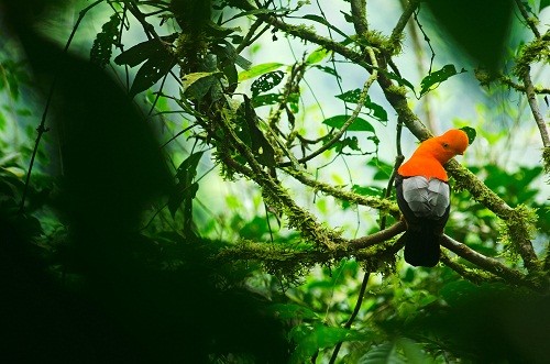 Huánuco se prepara para celebrar el 51 aniversario del Parque Nacional Tingo María