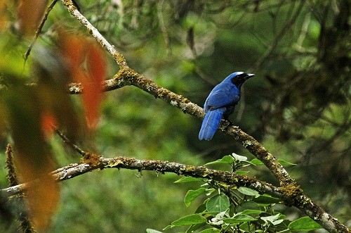 Gran Pajatén es reconocida mundialmente como 5ta Reserva de Biosfera en el Perú