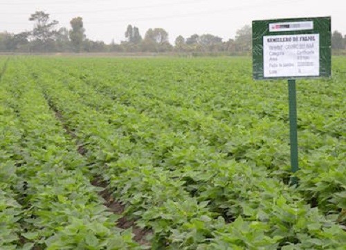 El sector agropecuario creció 1,6% en primer trimestre de este año