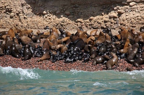 Reserva Nacional de Paracas implementa nuevo circuito turístico: Rumbo a la playa Mendieta