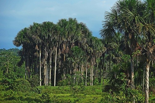 Dos nuevas sentencias por deforestación en el bosque de protección San Matías San Carlos y la Reserva Comunal Yanesha