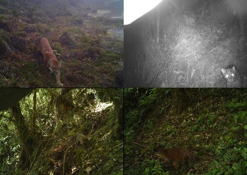 Instalan cámaras trampa para monitoreo biológico en Parque Nacional Yanachaga Chemillén
