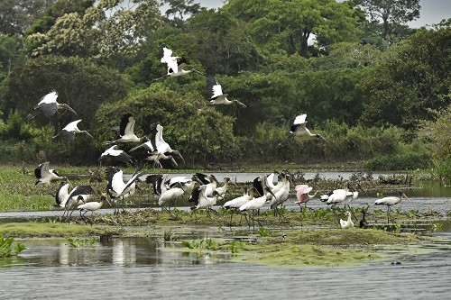 Cooperación regional es crítica para el futuro de la Amazonia