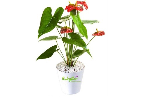 Kukyflor: 11 beneficios de tener plantas en casa