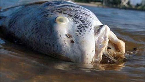 Playas de Florida atestada de miles de animales muertos