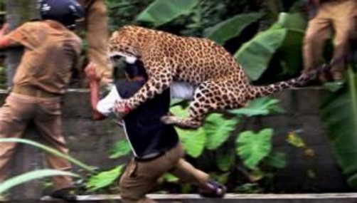 Leopardo atacó a empleado forestal en la India